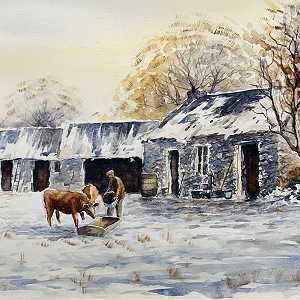 Feeding Cattle Near Rasharkin